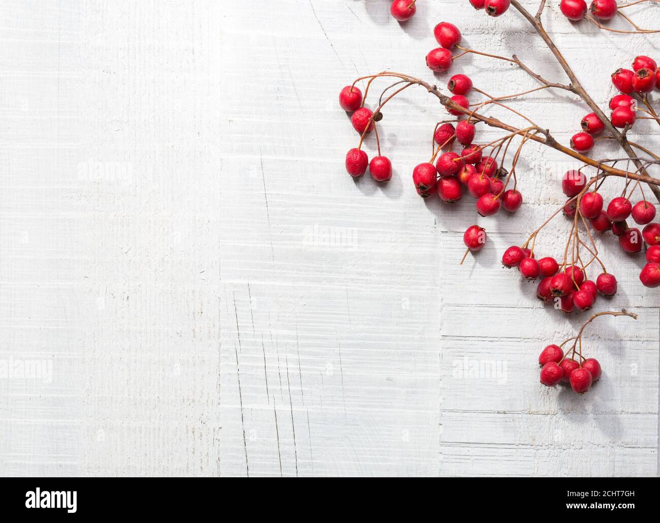 Zweige mit reifen Weißdornbeeren auf weißem Holzgrund. Draufsicht. Stockfoto