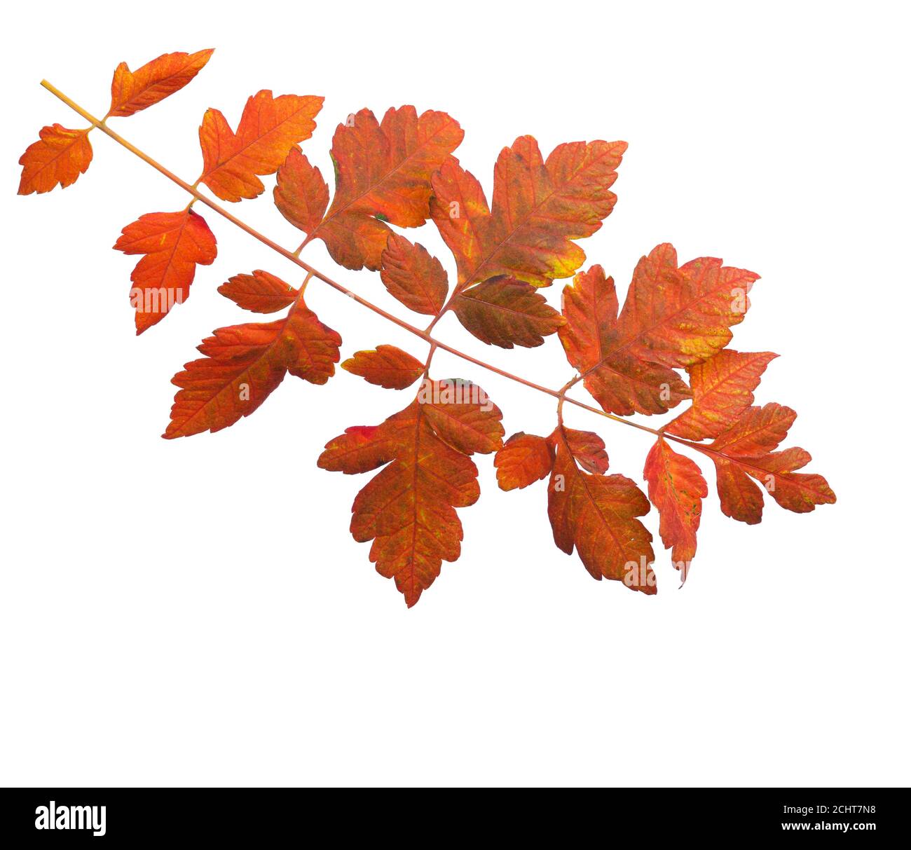 Bunte Herbst Blatt von Goldenrain Baum isoliert auf weißem Hintergrund. Stockfoto