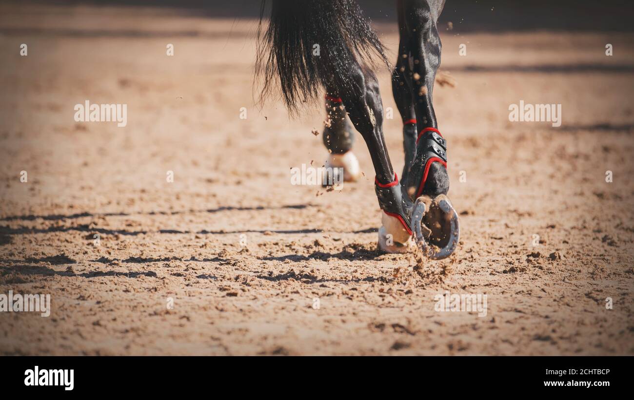 Nahaufnahme der schurrenden Hufe eines schwarzen eleganten Pferdes mit langem Schwanz, das schnell im Galopp auf einer sandigen Arena läuft, beleuchtet von Sonnenlicht. Stockfoto