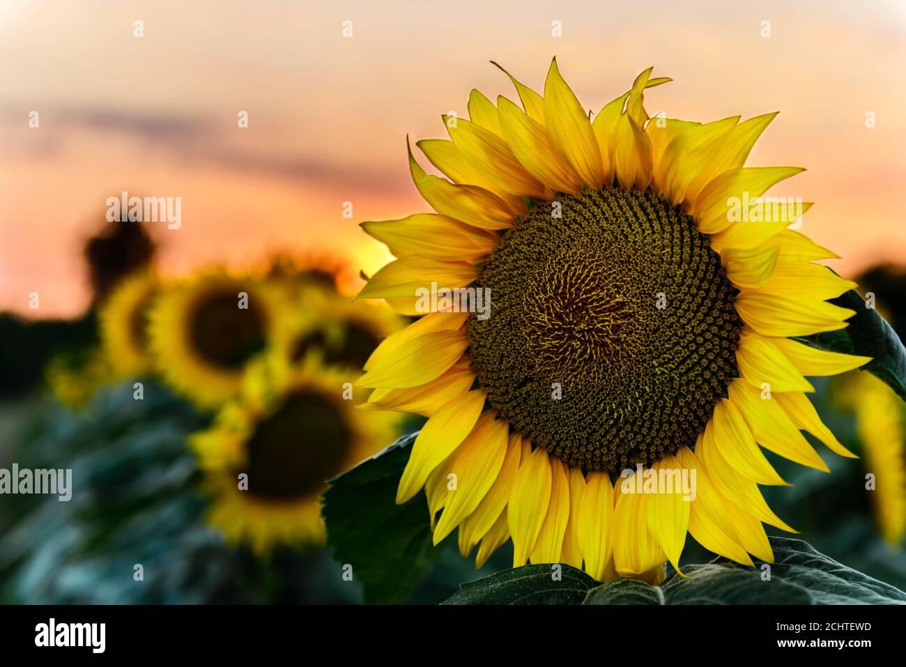 Sonnenblumen blühen im Feld während des Sonnenuntergangs mit Platz zum Kopieren von Text. Stockfoto