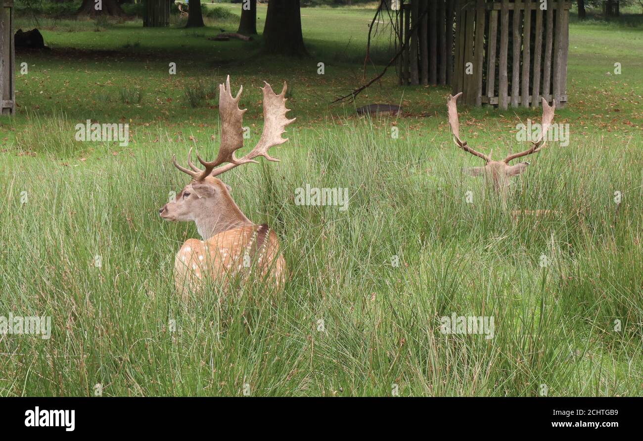 Manchester UK 7 September 2020 zwei Hirte ruhen in der Long Grass at Dunham Massey Park ©GedNoonan/Alamy News Stockfoto