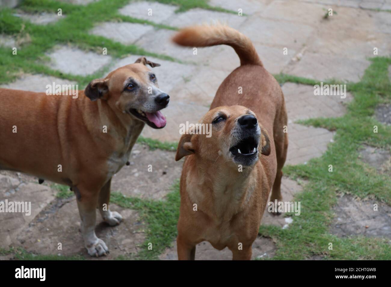 8 Jahre zuvor waren sie Straßenwelpen, aber ich und meine Familie haben ihr Leben glücklich gemacht. Stockfoto 8 Jahre zuvor waren sie Straßenwelpen, aber ich und meine Familie haben ihr Leben glücklich gemacht. Stockfoto