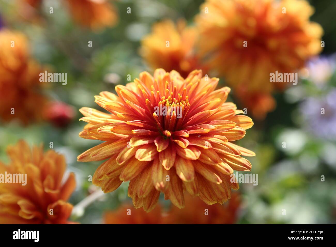 Gruppe der orangen Chrysantheme Stockfoto
