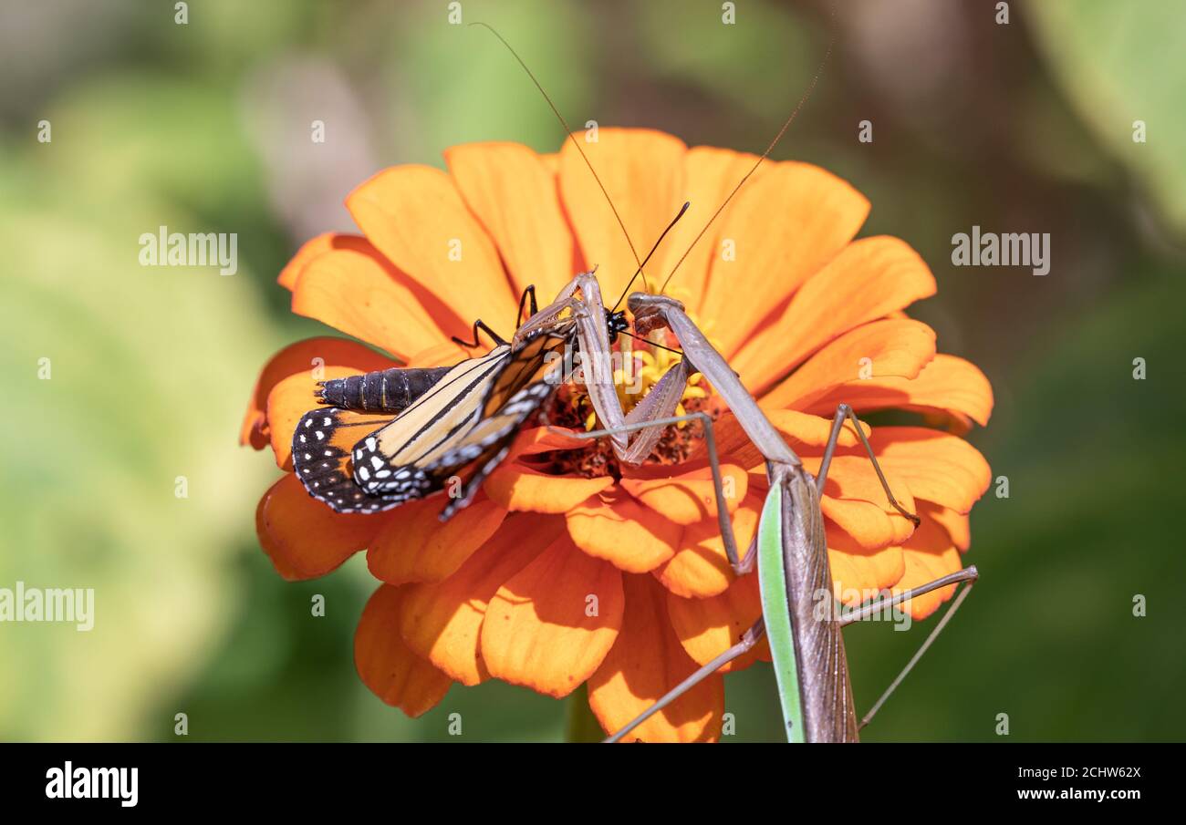 Nahaufnahme der weiblichen chinesischen Gottesanbeterin, die versucht, den Monarchen zu essen Schmetterling auf orange Zinnia Blume im Garten Stockfoto