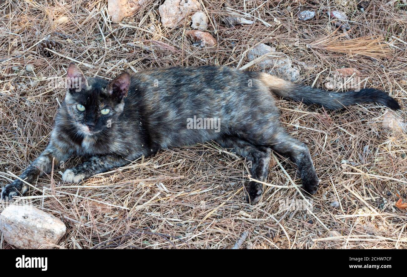 Eine wilde Katze oder Taverna Katze, die auf etwas Gras auf der griechischen Insel Zante, zakynthos, griechenland liegt Stockfoto Eine wilde Katze oder Taverna Katze, die auf etwas Gras auf der griechischen Insel Zante, zakynthos, griechenland liegt Stockfoto