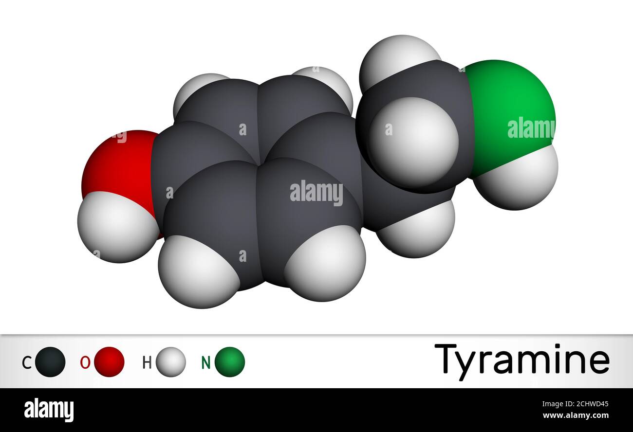 Tyramin, Tyramin-Molekül. Es ist Monoamine Verbindung aus Tyrosin abgeleitet. Molekularmodell. 3D-Rendering Stockfoto