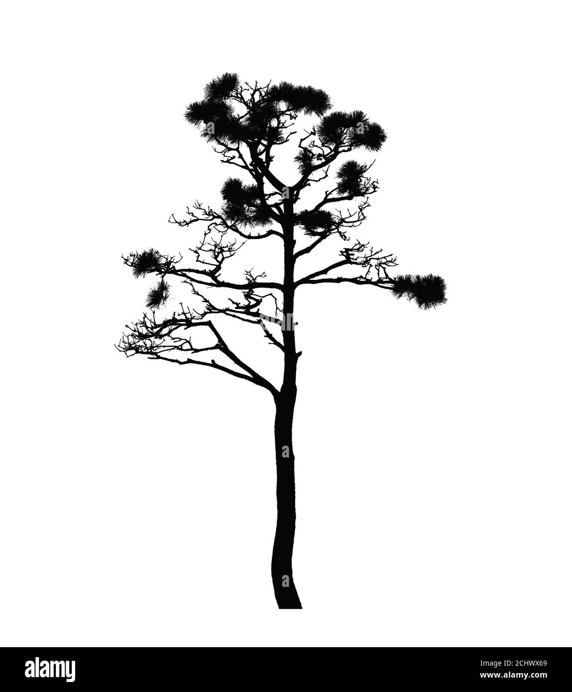 Kiefernbaum isoliert auf weißem Hintergrund, natürliches Foto mit ausgeschnittenem Effekt Stockfoto