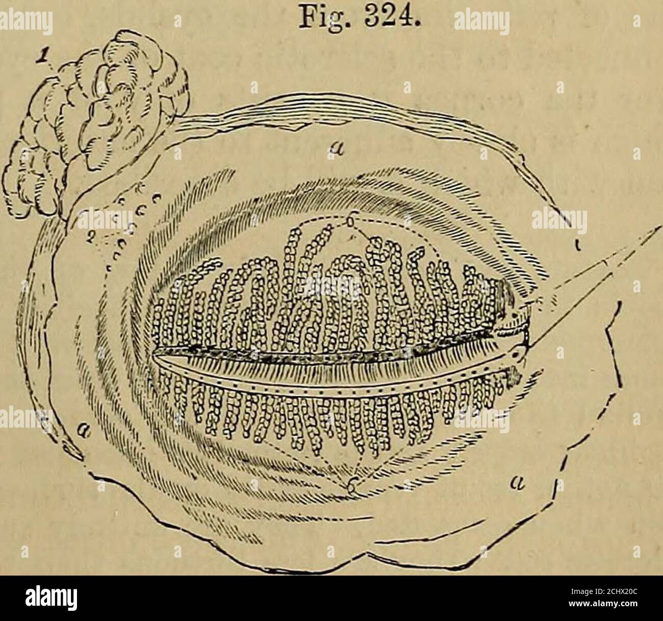 3 Augenlid Stockfotos Und Bilder Kaufen Alamy
