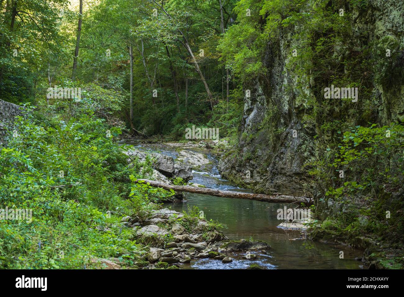 Landschaftsfoto eines gewundenen Baches zwischen einem Wanderweg Und ein Berghang im Natural Bridge State Park Stockfoto