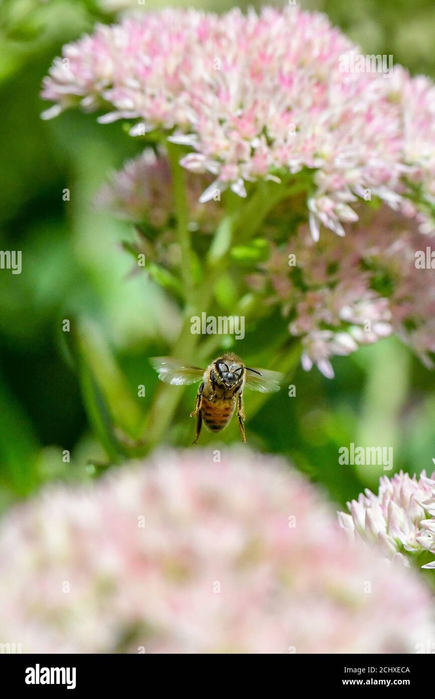 Honigbiene - APIs mellifera - Bestäubung einer rosa Blume - apis Honigbiene auf Blume Abschluss Bestäubung Stockfoto