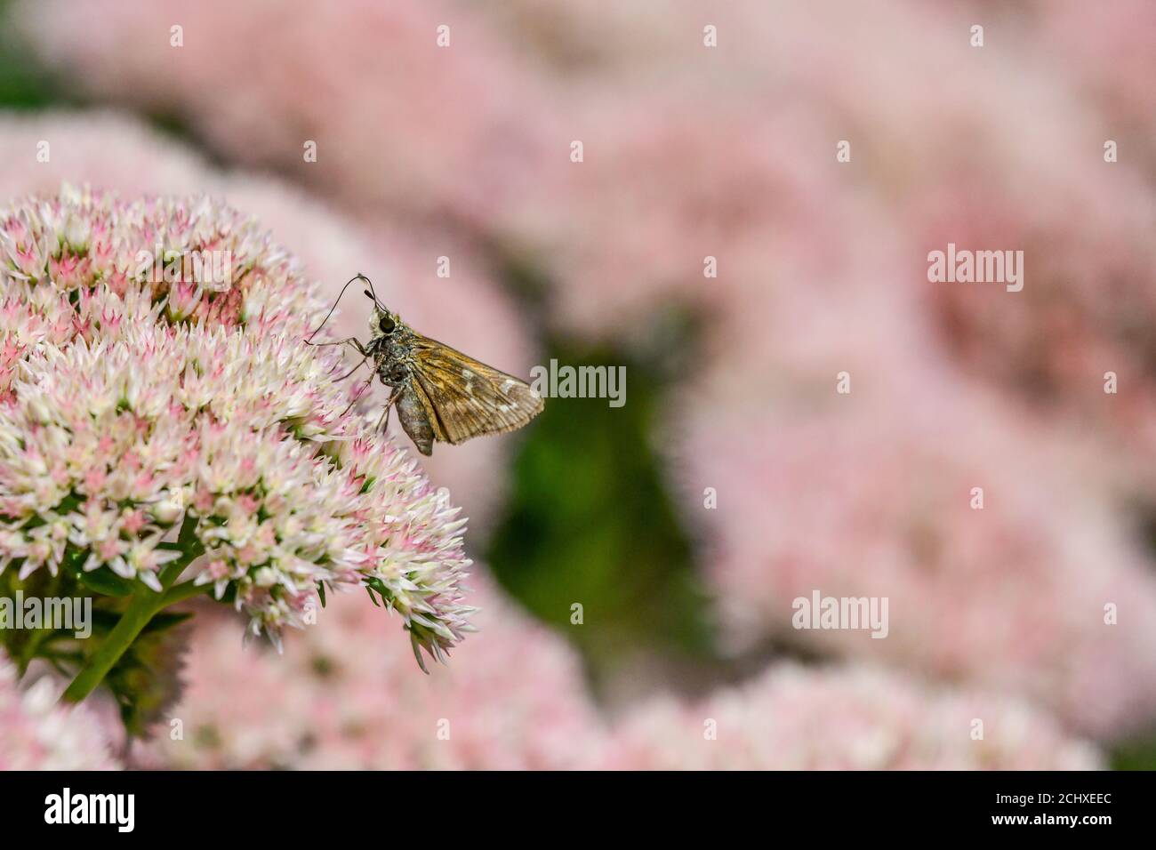 Skipper Schmetterling - Hesperiidae - auf Herbst Joy Sedum - hylotephium - Tagfalter auf crassulacceae - Papilionoidea Stockfoto