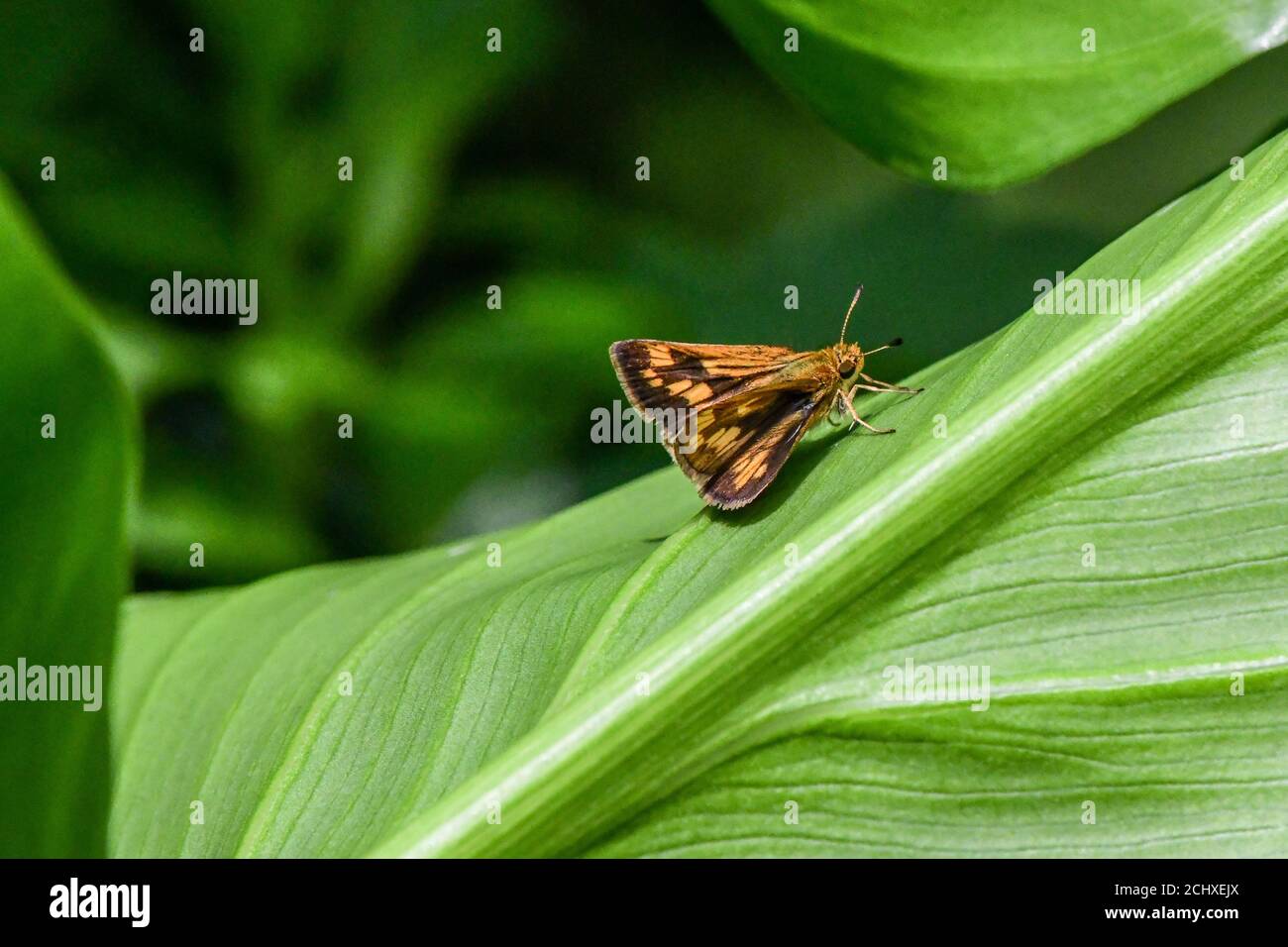 Skipper Schmetterling - Hesperiidae - auf grünem Blatt - Calla lilienblatt mit Tagschmetterling - braune Schmetterlingsantenne Stockfoto