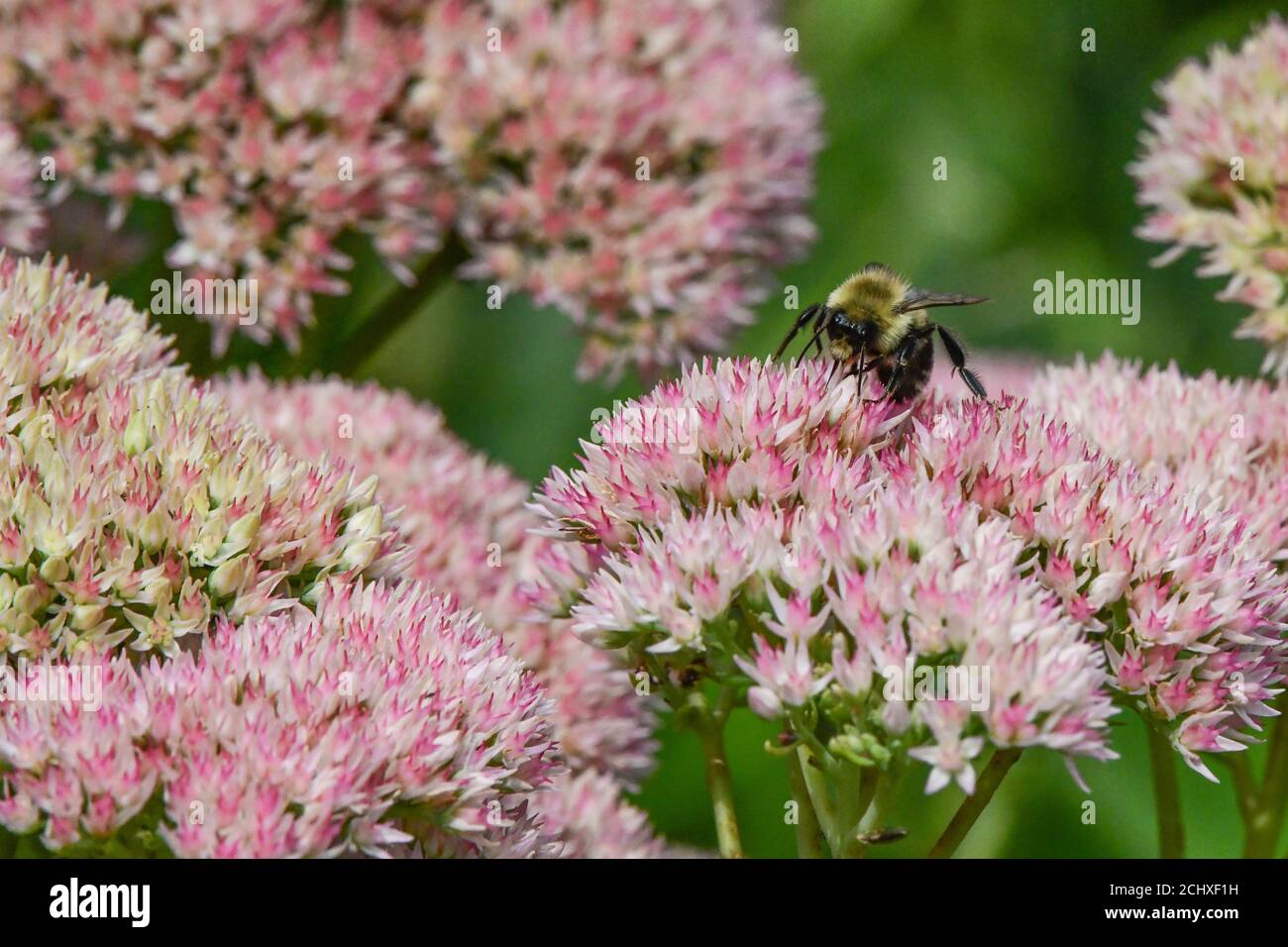 Hummel - Bombus - Bumble Biene auf Sedum Blumen Stockfoto