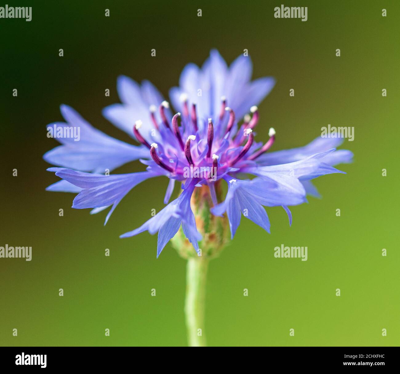 bachelor-Knopf Blume auf grünem Hintergrund Stockfoto