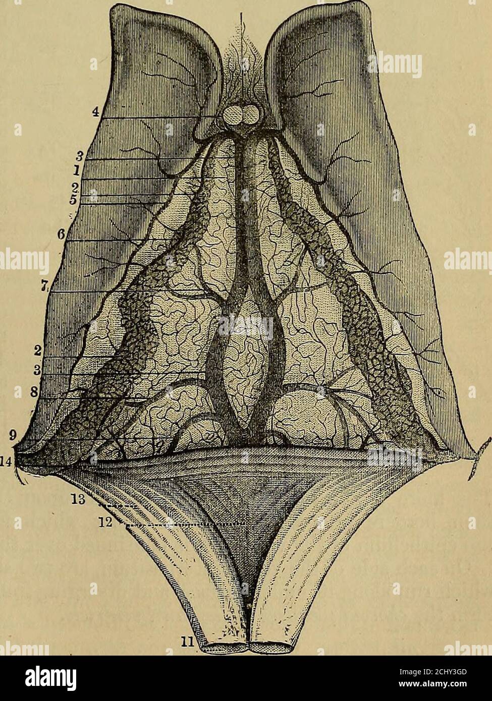 . Quains Elemente der Anatomie . m oder tela choroidea (Abb. 291, v.i., Abb. 304) ist eine Verlängerung der pia mater über den dritten Ventrikel und opticthalami; und seine mehr in hohem Grade vaskulären freien Grenzen, projiziert in die Feige. 304. – Ansicht der OBEREN OBERFLÄCHEDES VELUM IN-TERPOSITUM, CHO-ROIDE PLEXUS, ANDCORPORA STRIATA (aus Sappey afterVicq-dAzyr). 1, Vorderteil der Thetela choroidea oder veluminterpositum; 2, Cho-roidaler Plexus; 3, linke Vene von Galen teilbedeckt von rechts; 4, kleine Venen von der Vorderseite des Cor-pus cahosum und des Eptum lucidum; 5,Venen vom corpusstriatum; 6, konvolu-tiert Stockfoto