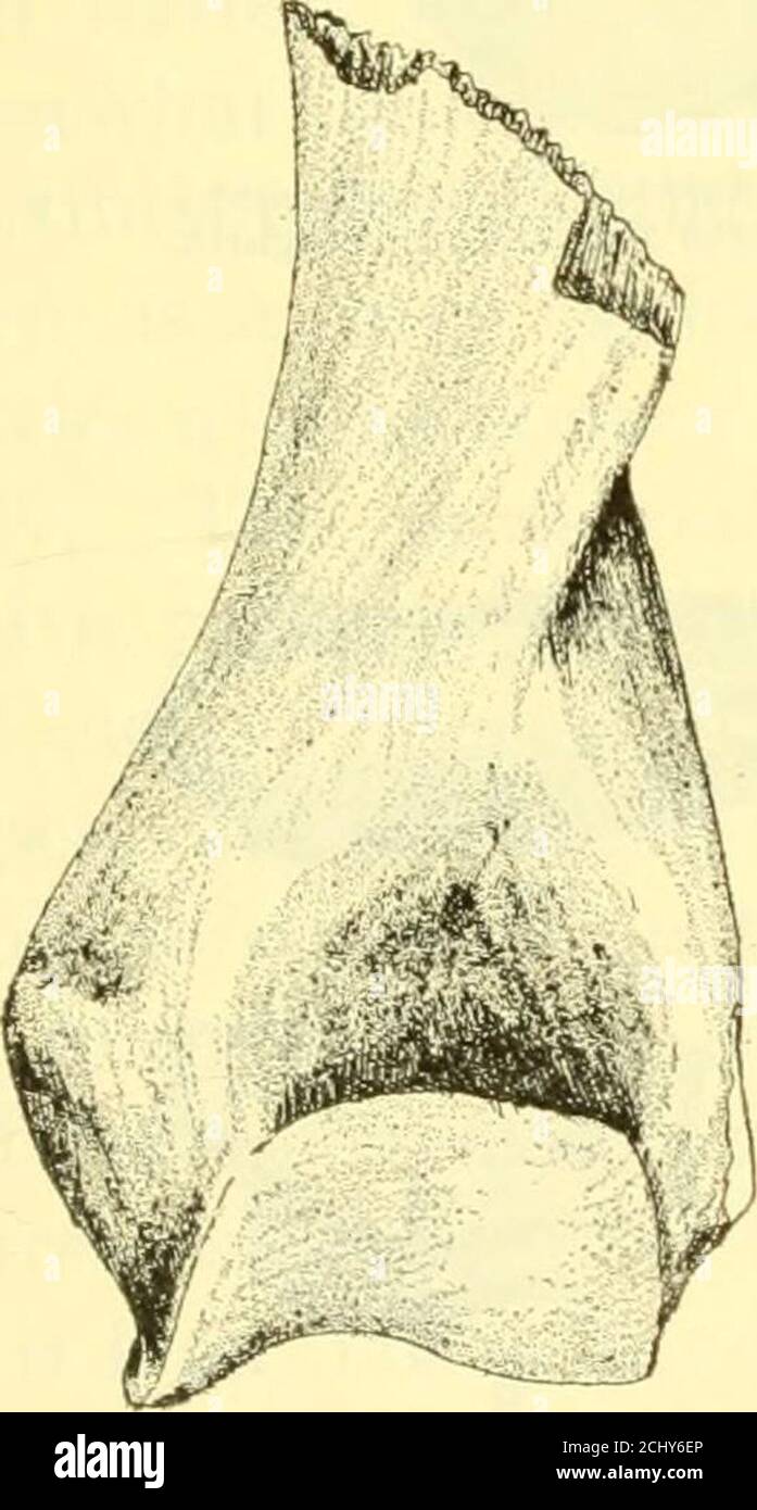 . Die Deseado-Formation von Patagonien . Ition, Molar 3, Länge Untergebiss, aus Ameghinos Maße Untergebiss, Prämolar 4, Länge Untergebiss, Molar i, Länge Untergebiss, Molar 2, Länge Untergebiss, Molar 3, Länge 46 mm., Breite 50 mm.51 mm., Breite 55 mm.50 mm., Breite 51 mm. 28 mm., Breite 23 mm.34 mm., Breite 24 mm.46 mm., Breite 24 mm.76 mm., Breite 23 mm. Nur das distale Ende der Scapula ist gefunden worden; anddies zeigt eine flache Glenoidhöhle, die in der antero-posterioren Richtung viel länger ist, als in der transversalen.die Wirbelsäule erhebt sich dicht über dem Rand des glen Stockfoto