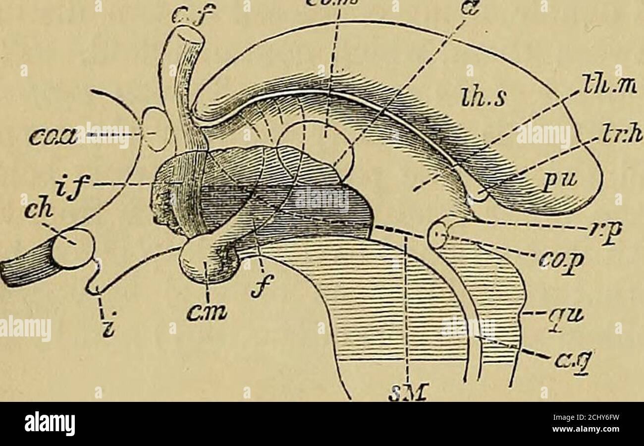. Quains Elemente der Anatomie . ut im Zwischenteil sind in der Mesialebene miteinander verbunden. Die beiden vorderen Teile bilden die vorderen Säulen oder Säulen des Fornix; der mittlere zusammengeschrautete Teil heißt loclij; und die Hinterteile, die wiederum voneinander getrennt sind, bilden die p)osteriorsäulen oder crura. Der Lody des Fornix hat eine dreieckige Form, er ist breit und hinten flach, wo er mit der Unterfläche des Corpuscallosums verbunden ist, und vorne schmaler, wo er mit dem Septumlucidum verbunden ist. Seine seitlichen Kanten sind frei und stehen in Kontakt mit den Choroi Stockfoto