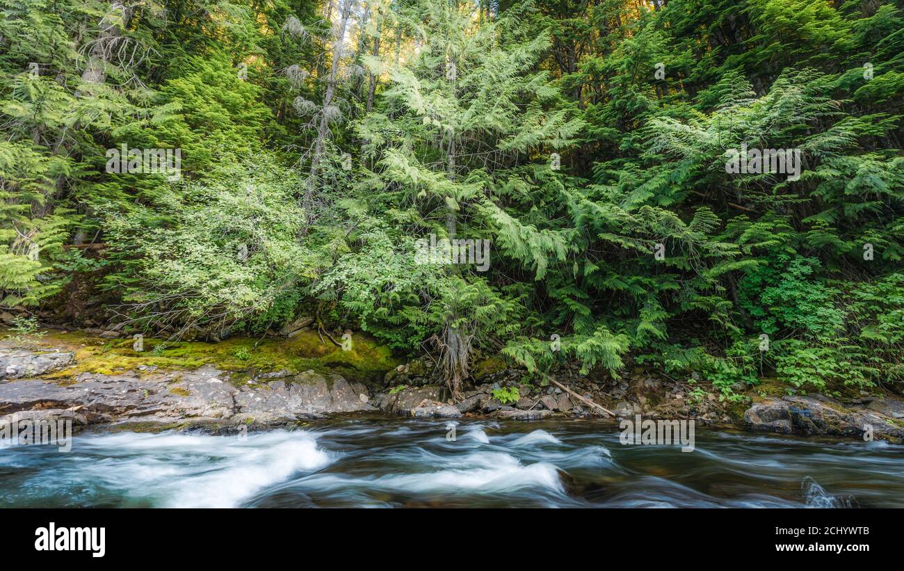 Landschaftsansicht des Bergflusses im Wald bei Sonnenaufgang in Nord-Idaho. Stockfoto