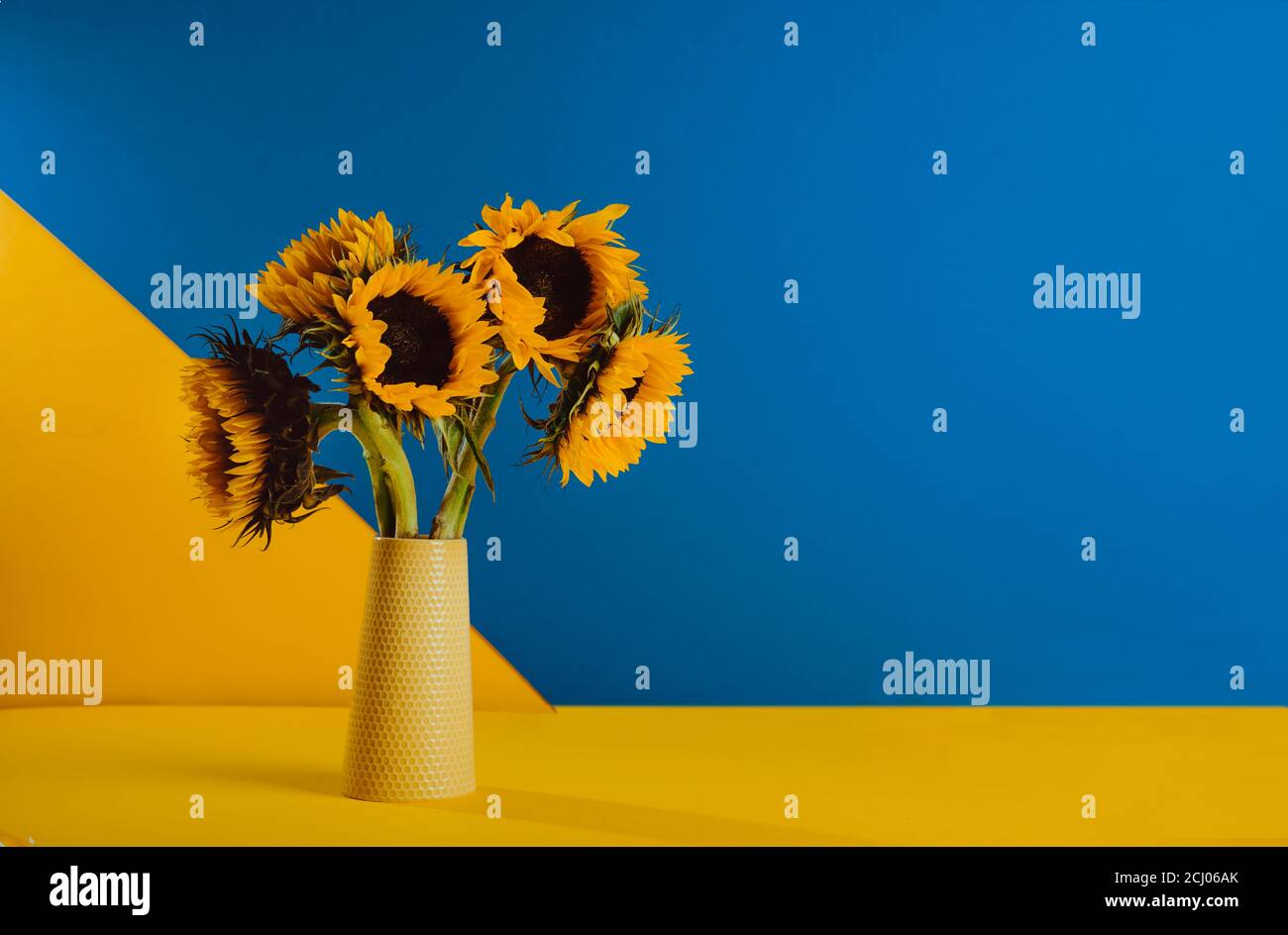 Leuchtend gelbe Sonnenblumen in Keramikvase auf gelbem und blauem Hintergrund. Contast Dual Colors Konzept. Momern Minimalismus Stil mit Kopierraum Stockfoto