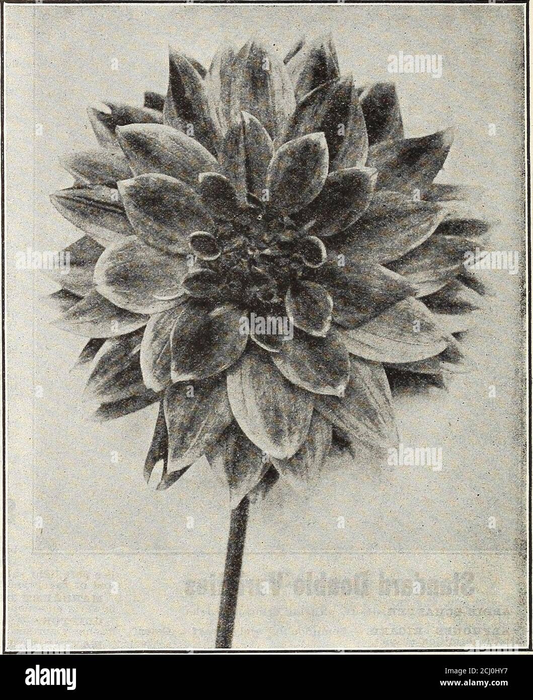 . 1915 Griffith und Turner Co. : Land- und Gartenbedarf . Buttercupgelb, mit einem Fleck Scharlach auf eacnpetal. WODAN (Kaktus).âBold, groß, aber nicht grob, Blume, oft sieben Zoll im Durchmesser; eine anmutige Anordnung von halbeingekerbten röhrenförmigen Blütenblättern von einer angenehmen zarten Lachsrosenfarbe, Schattierung auf Altgold in der Mitte.Preis, 25c. eacli; 7 für 1.50 USD; 2.25 USD pro aoz. Neu Pfingstrose-BlumeVarianten QTTEEN WIZiHELnnNA.âImmense flauschige Blume aus purewhite, mit gelbem Zentrum. GEBMANIA.âBrilliant Erdbeerrot, eine sehr flauschige Kunstblume, die weit über dem Laub steht und eine sehr schwule produziert Stockfoto