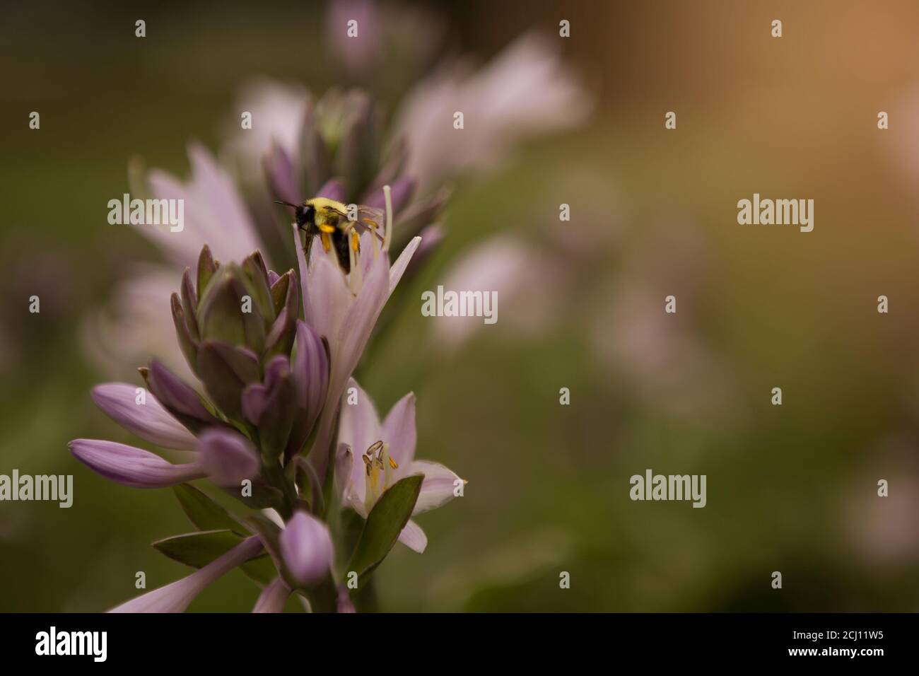 Bumble Bee in einer Hosta Blume Stockfoto