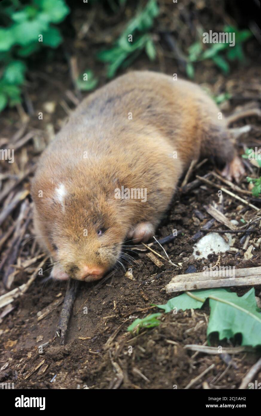 Sibirische oder Altai zokor (Myospalaz myospalax), Altai, Russland Stockfoto