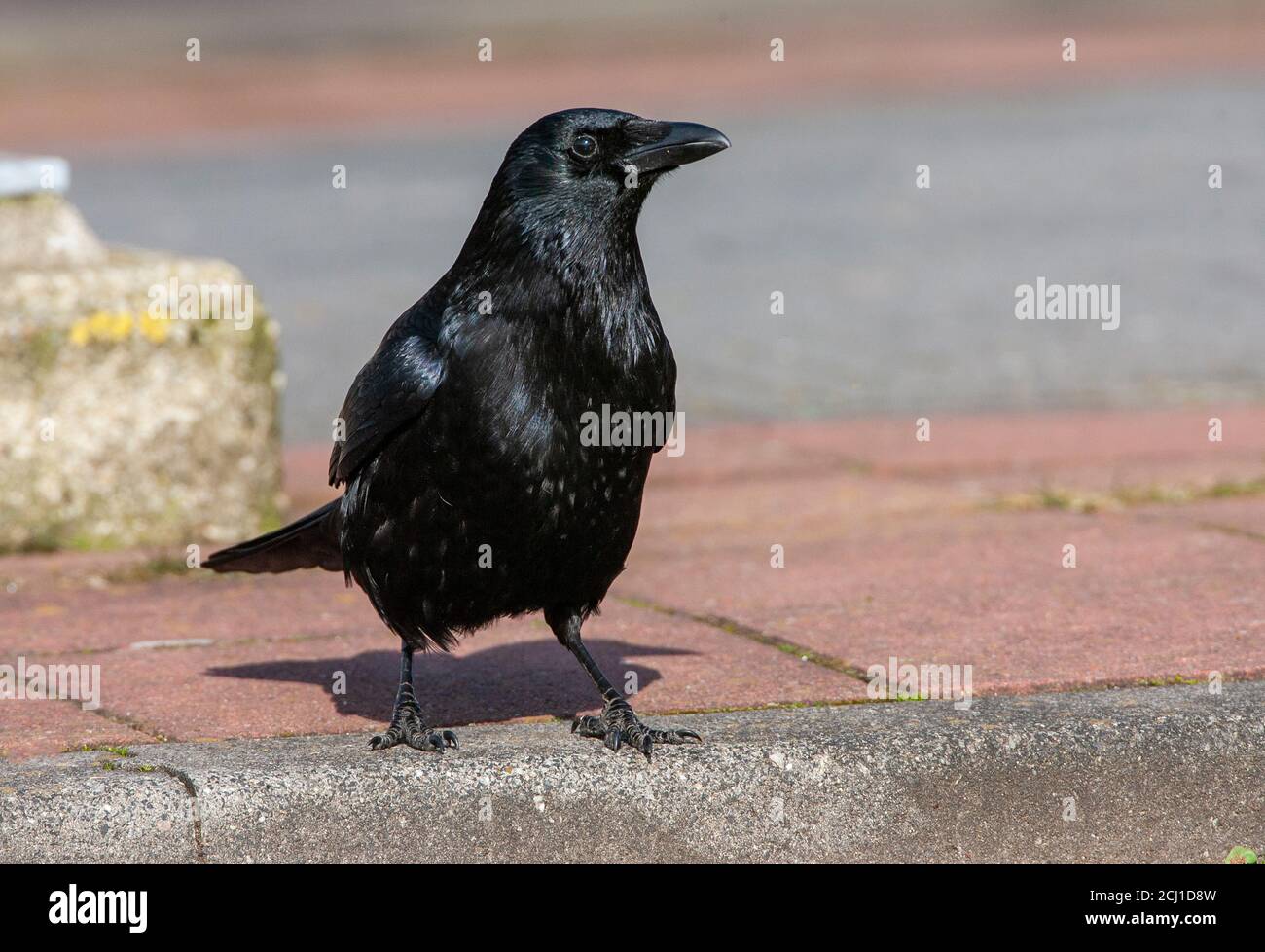 Aaskrähe (Corvus corone, Corvus corone corone), steht am Rande eines Pflasters in städtischer Umgebung, Niederlande, Leiden Stockfoto