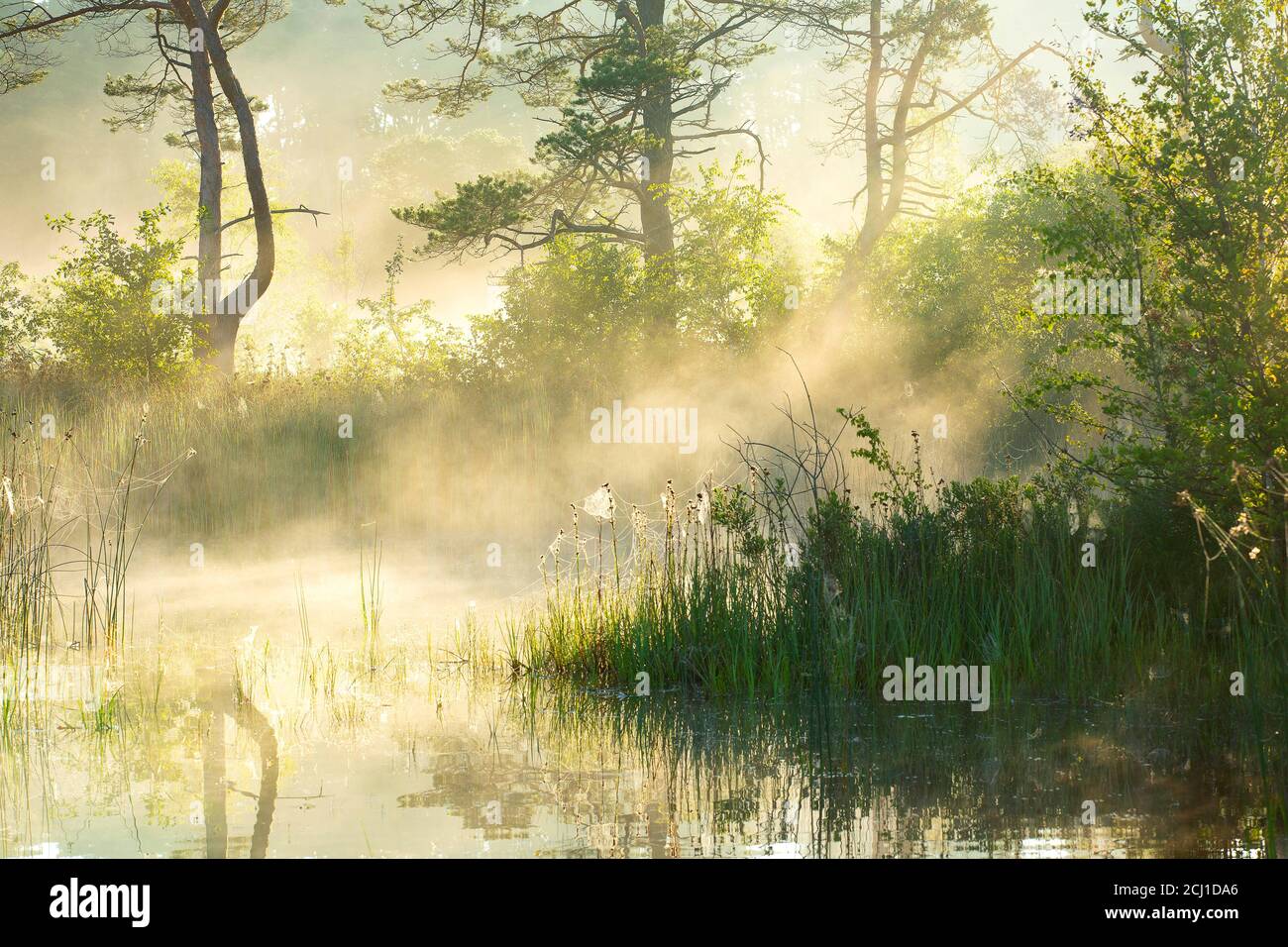 Nebel im Naturschutzgebiet Buitengoor-Meergoor bei Sonnenaufgang, Belgien, Buitengoor-Meergoor Stockfoto