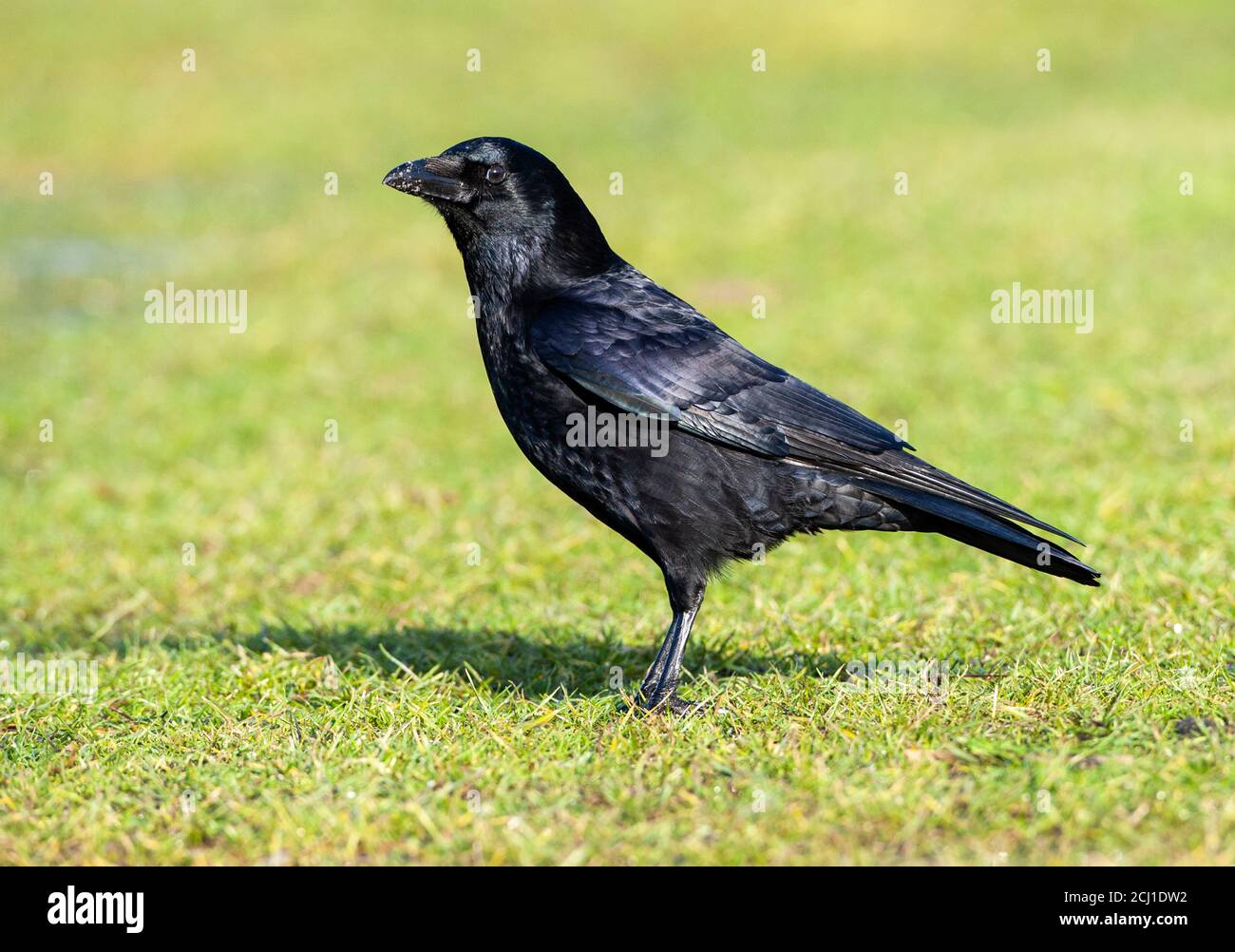 Aaskrähe (Corvus corone, Corvus corone corone), auf einer grünen Wiese, Niederlande Stockfoto