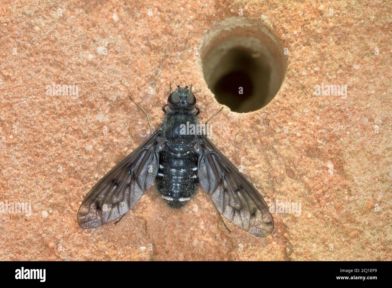 Dusky Beefly (Anthrax anthrax), in einem Bienenhotel, Parasitismus, Deutschland Stockfoto