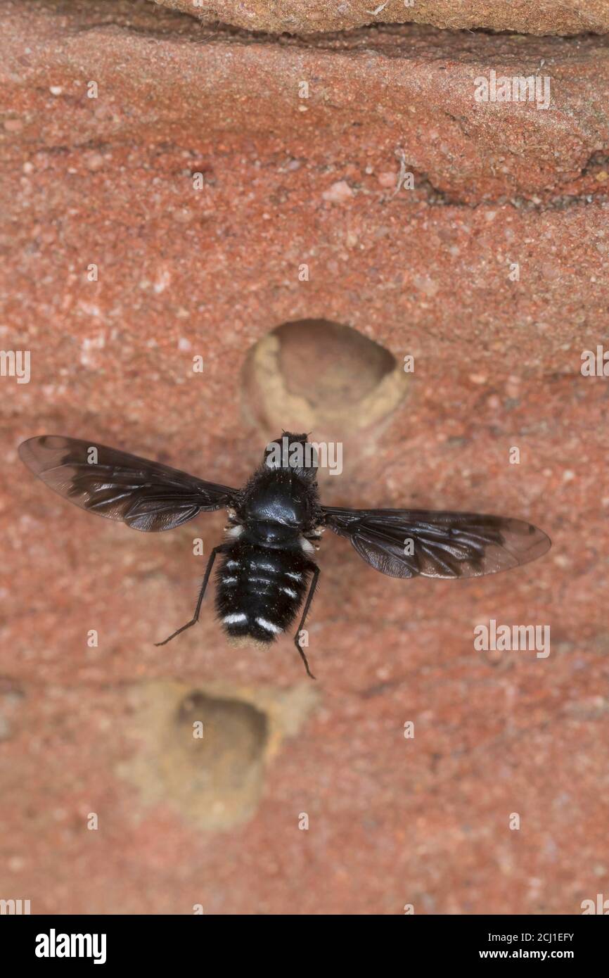 Dusky Beefly (Anthrax anthrax), in einem Bienenhotel, Parasitismus, Deutschland Stockfoto