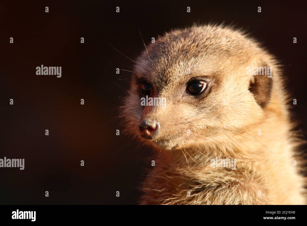 Suricate, schlank-tailed Erdmännchen (Suricata Suricatta), portrait Stockfoto