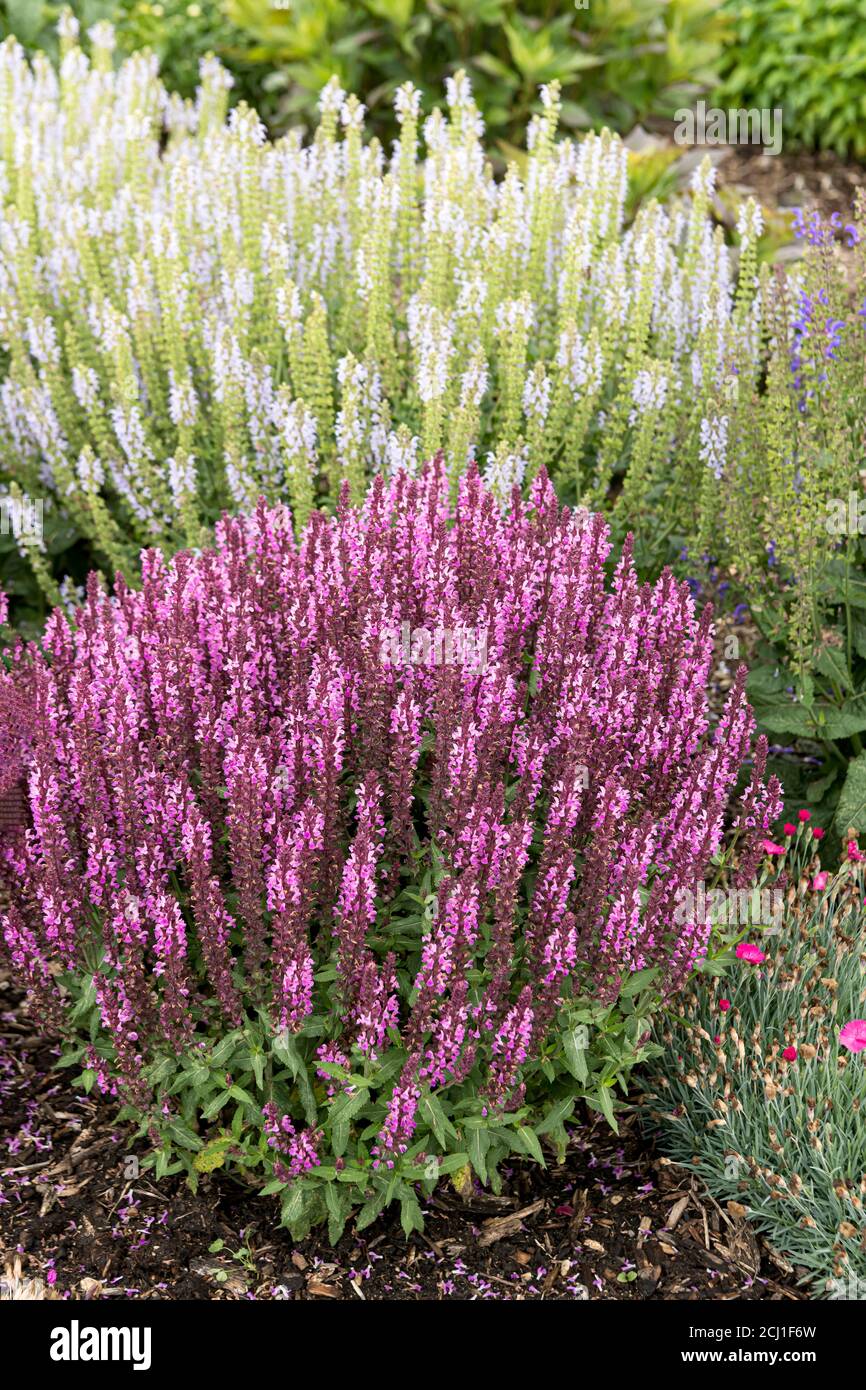 Waldsalbei, Balkanklary, Holzsalbei (Salvia nemorosa 'Pink Profusion', Salvia nemorosa Pink Profusion), blühend, kultivierte Pink Profusion Stockfoto