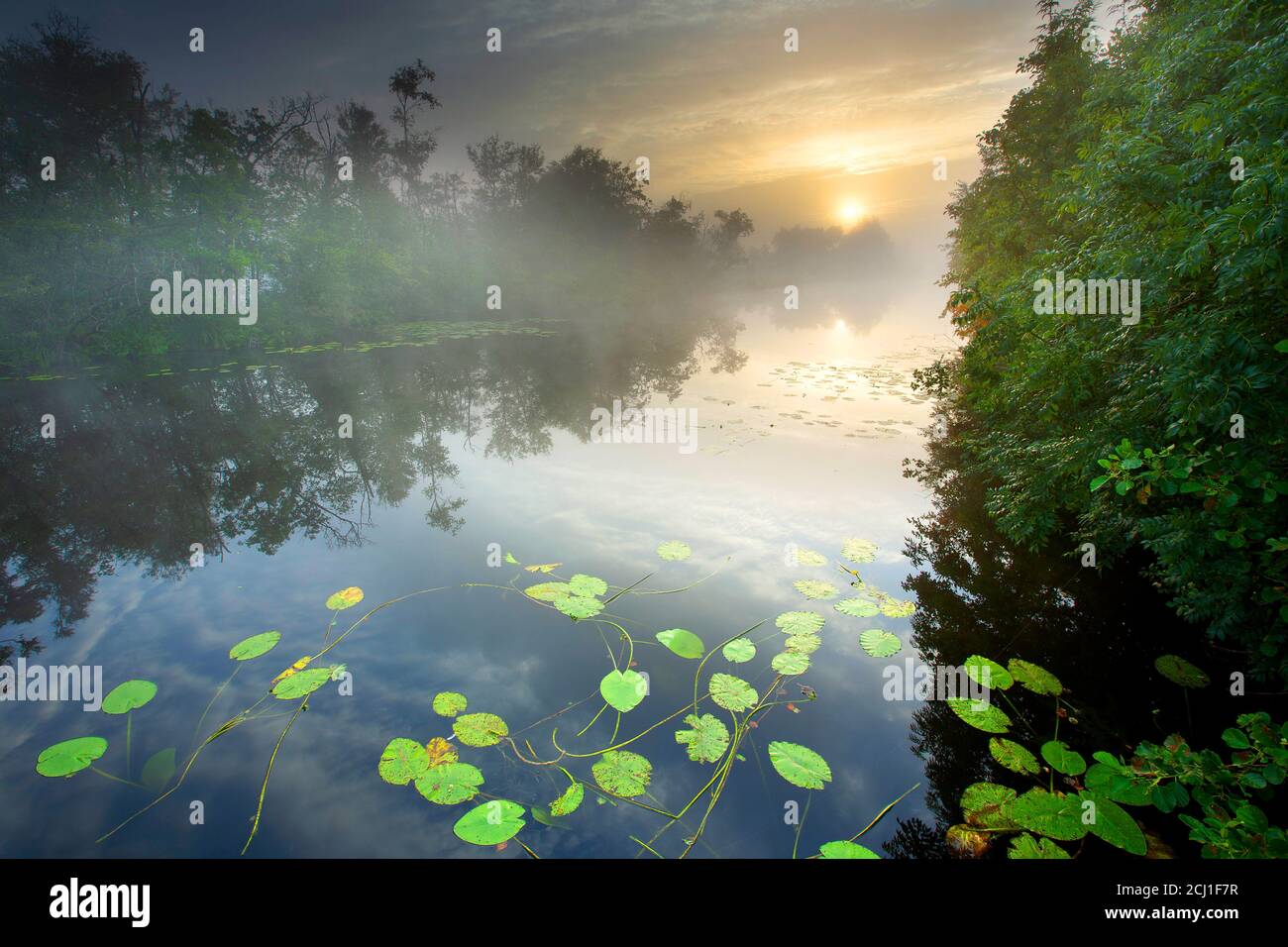 Europäische gelbe Teichlilie, Gelbe Seerose (Nuphar lutea), nebliger Morgen in den Nieuwkoopse Plassen, Niederlande, Südholland, Nieuwkoopse Stockfoto