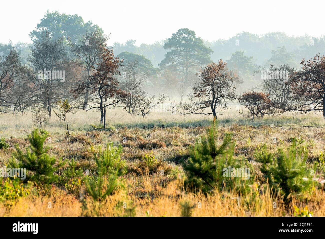 Verbrannte Bäume im Liereman Naturschutzgebiet, Belgien, De Liereman Naturschutzgebiet, Oud-Turnhout Stockfoto