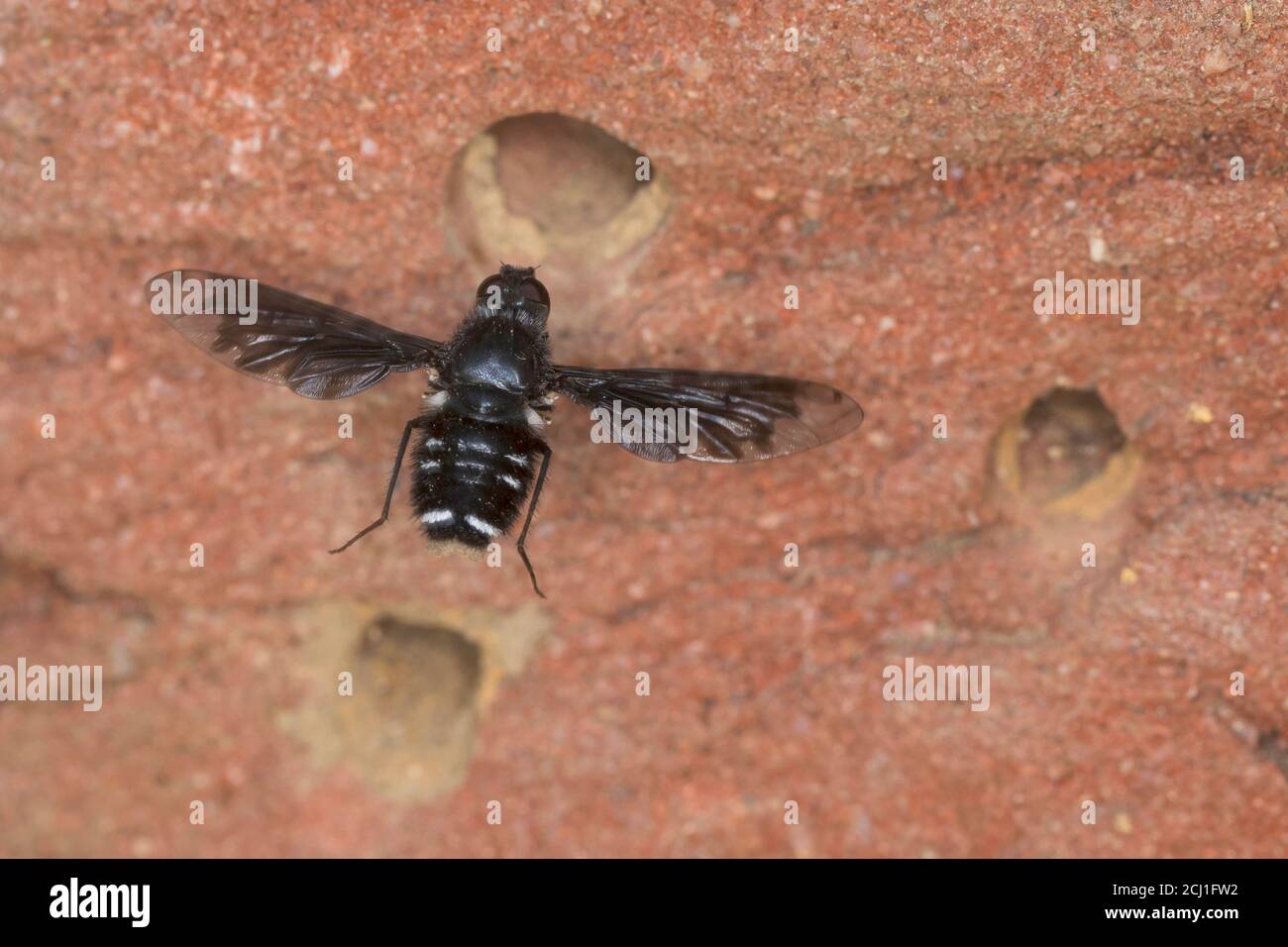 Dusky Beefly (Anthrax anthrax), in einem Bienenhotel, Parasitismus, Deutschland Stockfoto