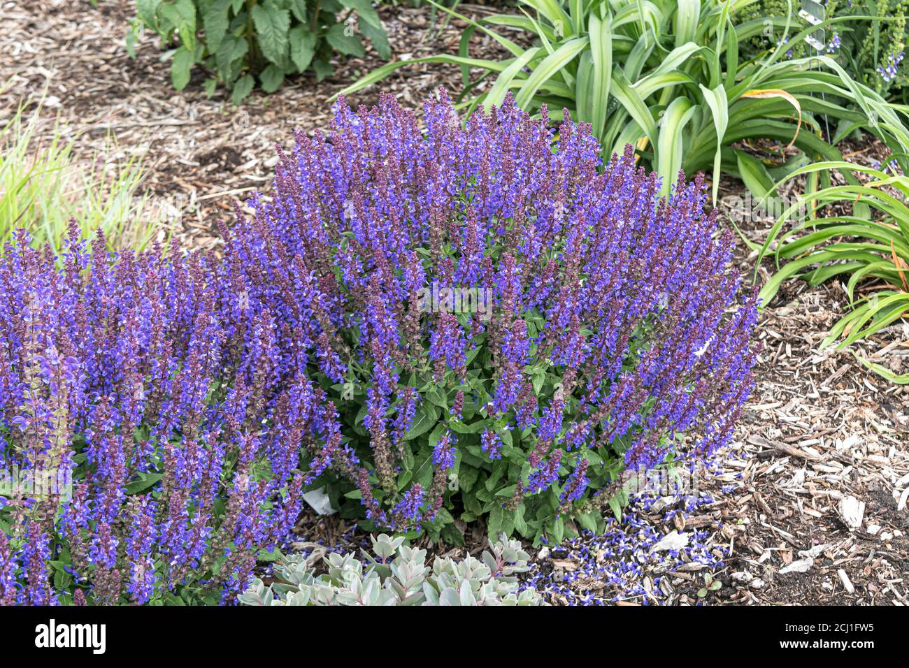 Waldsalbei, Balkanklary, Holzsalbei (Salvia nemorosa 'Violet profusion', Salvia nemorosa Violet profusion), blühend, kultivierte Violet-Profusion Stockfoto