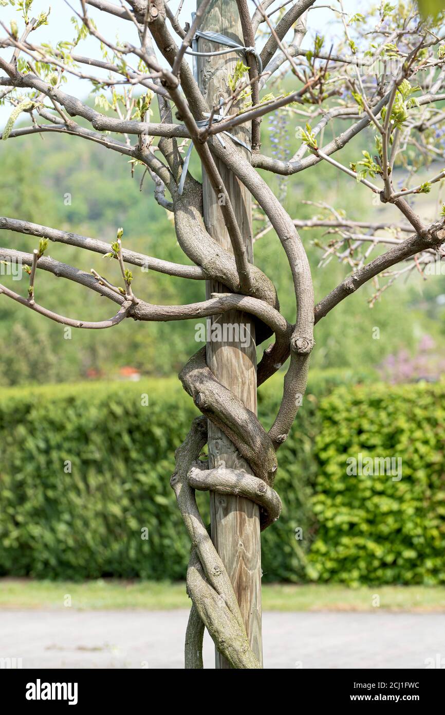 Trunk wisteria -Fotos und -Bildmaterial in hoher Auflsung  Alamy