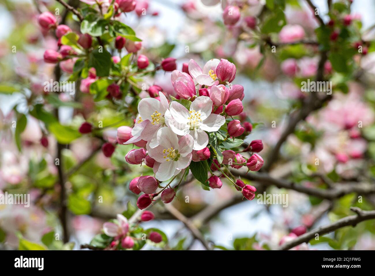 Zierapfelbaum (Malus 'Butterball', Malus Butterball), blühender Zweig der Sorte Butterball Stockfoto