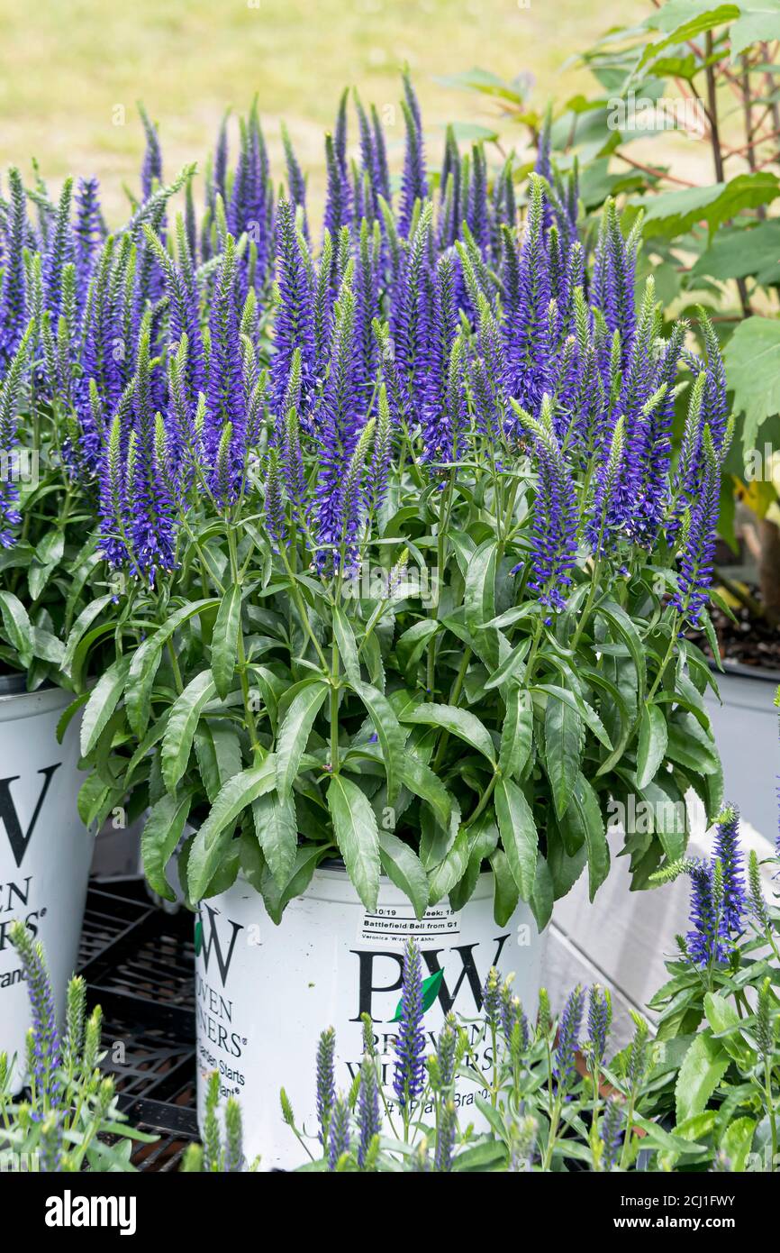 Spiked Speedwell (Veronica 'magic Show Wizard of AHHS', Veronica Magic Show Wizard of AHHS), blühender, kultivierender Zaubershow Wizard of AHHS Stockfoto
