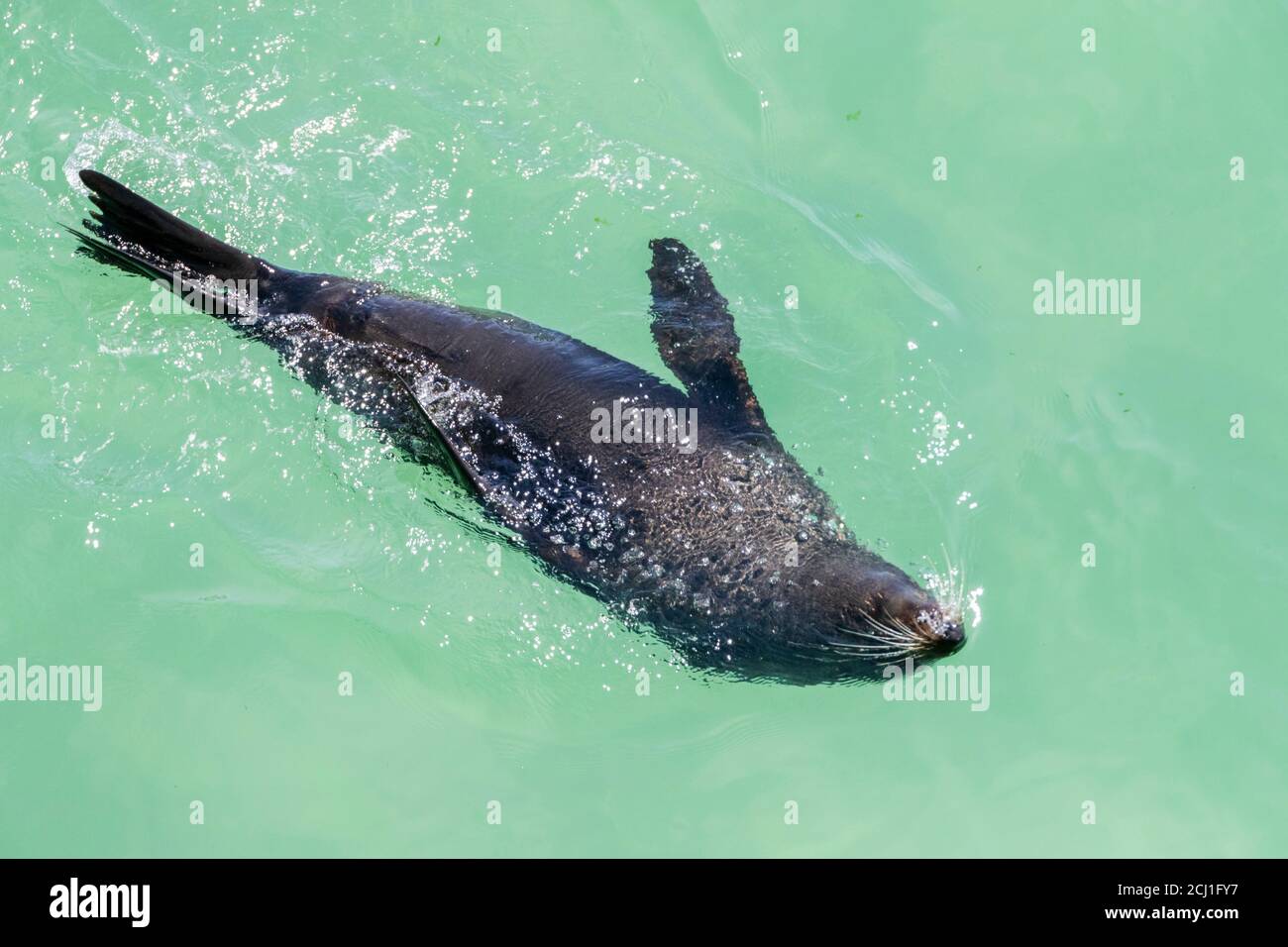 Neuseeländische Pelzrobbe (Arctocephalus forsteri), schwimmend am Wasseroberfläche, Draufsicht, Neuseeland, Südinsel Stockfoto