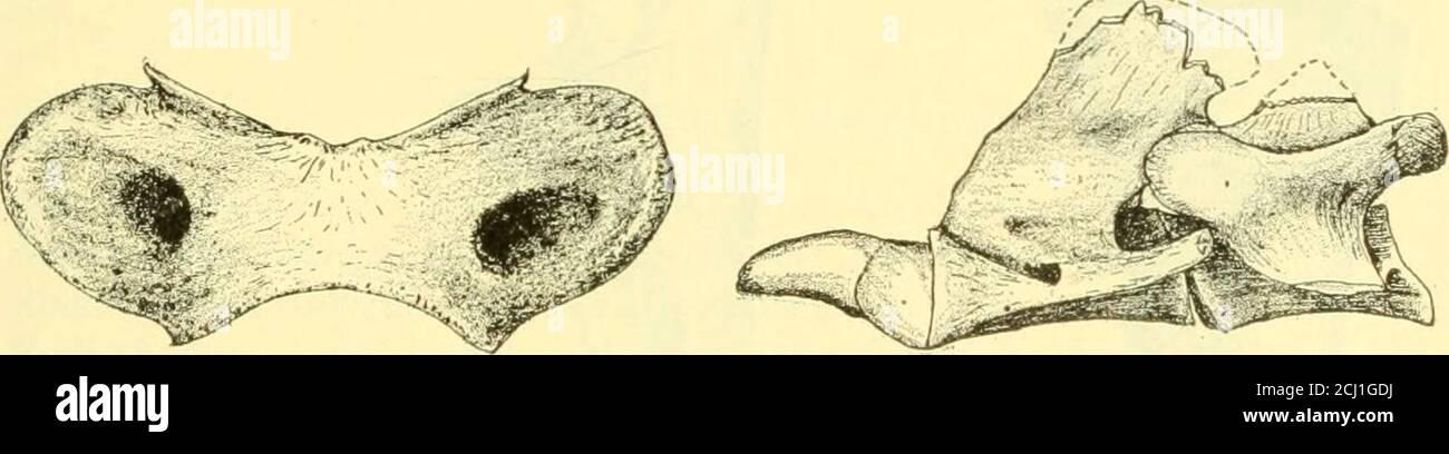 . Die Deseado-Formation von Patagonien. Abb. 73. L. gandryi, Schädelfallansicht, weiblich (L. oxyhynea) – 1/4 natürliche Größe; Tym-pamitischer Bullae aufgebrochen. Zwei abfallende Figurengruppen veranschaulichen die vergleichenden Größenangaben der beiden Geschlechter. Exemplar 3335 Exemplar 3291X Male Female Skull, größte Länge von vorne nach hinten 420 mm. 392 mm Schädel, größte Breite 252 mm. 236 mm Schädel, Länge Nasenbein 115 mm. 102 mm Schädel, Gaumenlänge 235 mm. 230 mm LEONTTNIA GAUDRVI 119 der Atlas zum Schädel Nr. 3335 ist ein dezidedlyschwerer Knochen in all seinen Proportionen. Die Achse und die dreißigkidale waren Associa Stockfoto