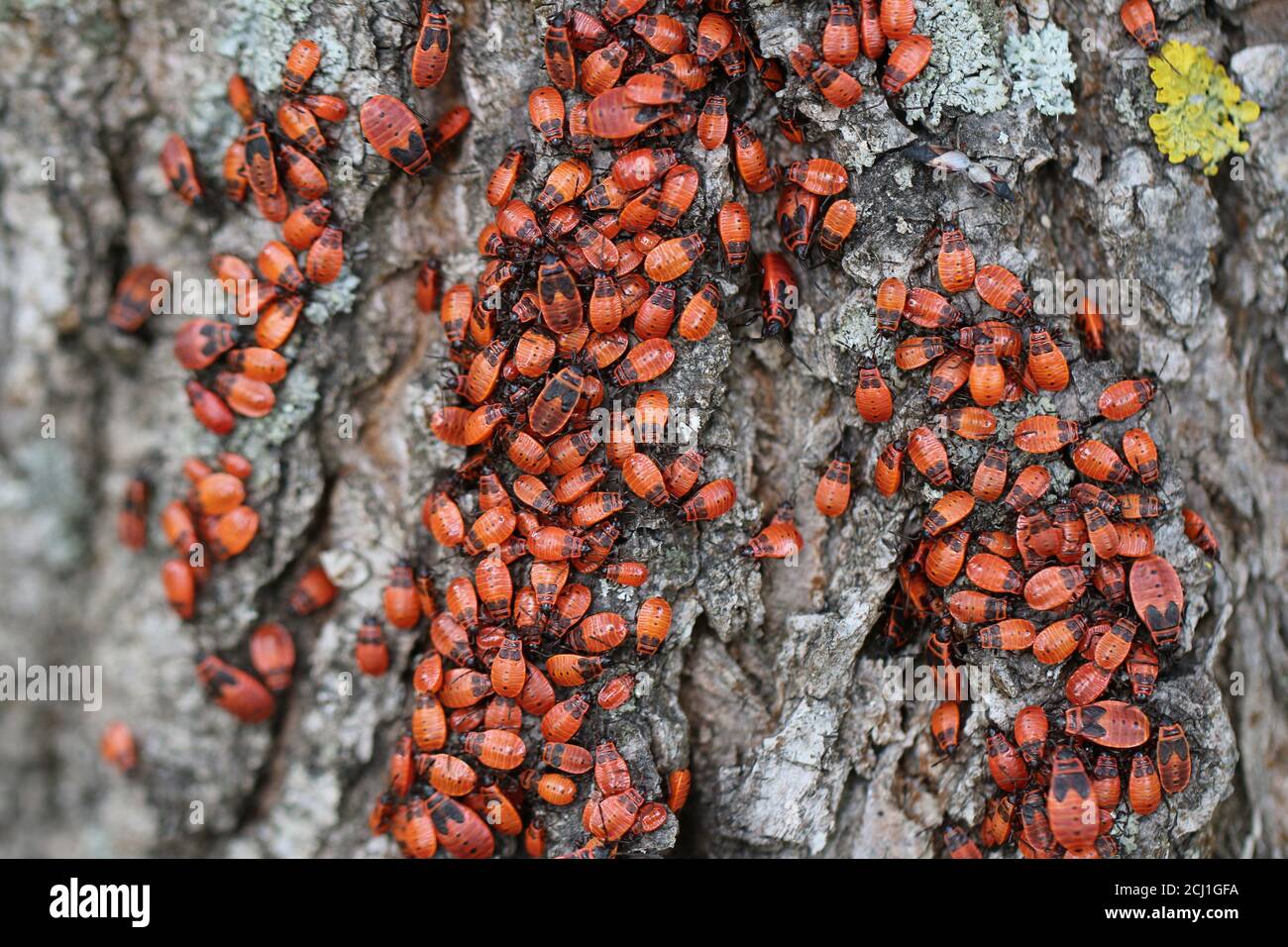 feuerbug (Pyrrhocoris apterus), Aggregation am Stamm einer Linde, verschiedene Entwicklungsstufen, Deutschland Stockfoto