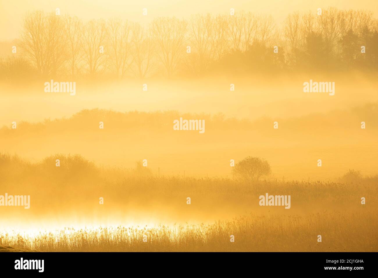 Nebel in La Brenne Regional Park bei Sonnenaufgang, Frankreich, Indre, La Brenne, Reserve de Cherine Stockfoto