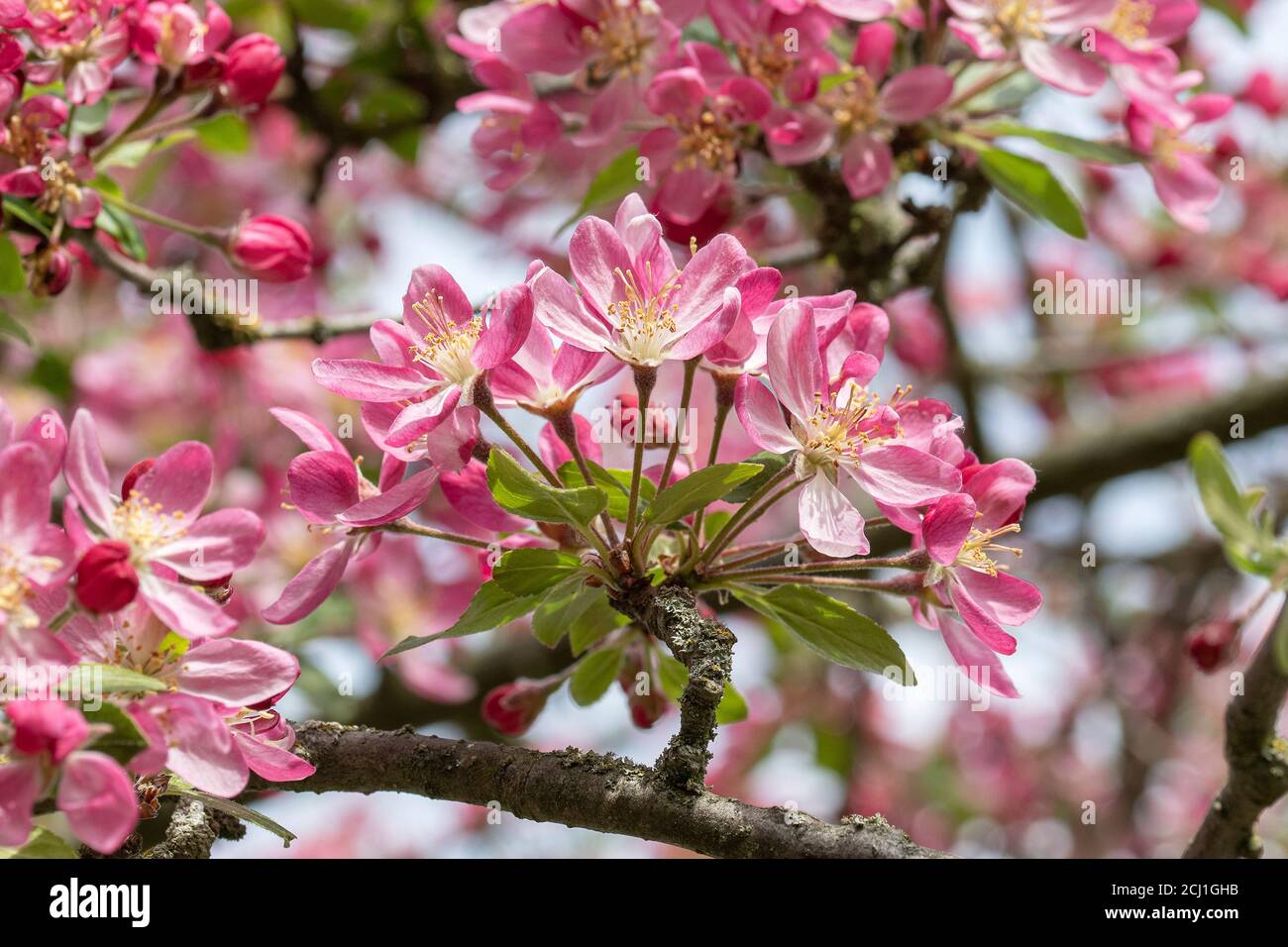 Zierapfelbaum (Malus 'Hillieri', Malus Hillieri), blühender Zweig der Sorte Hillieri Stockfoto