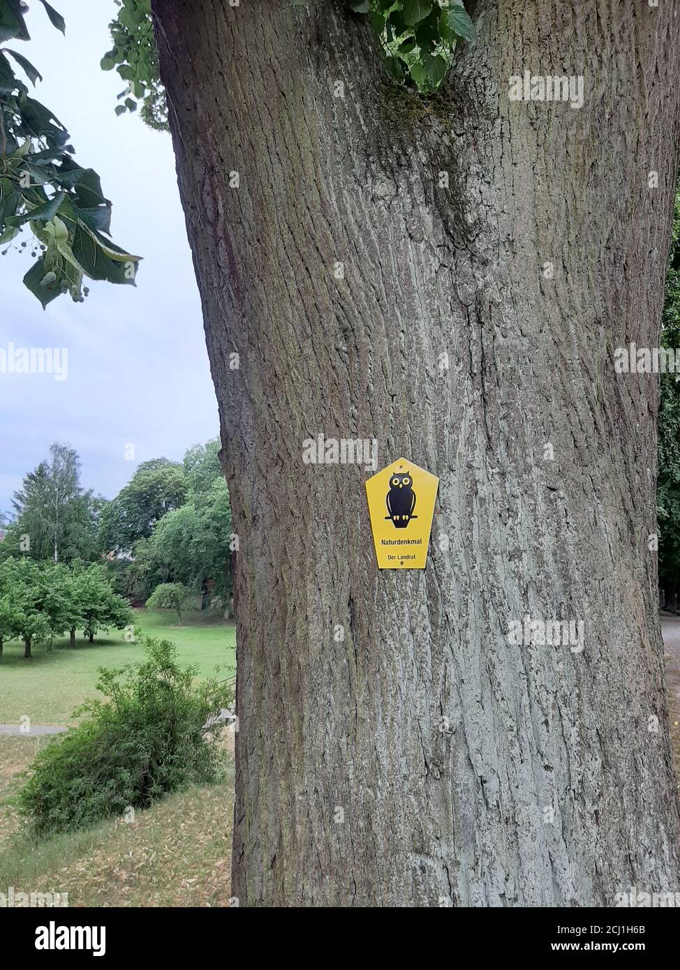 Linden, Linden, Linden (Tilia spec.), Naturdenkmal, Deutschland Stockfoto