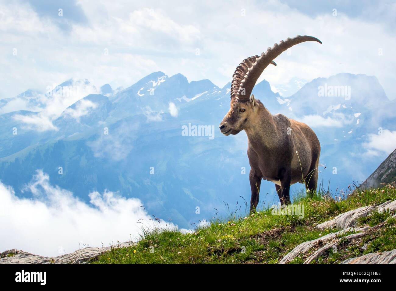 Steinbock (Capra Steinbock, Capra Steinbock Steinbock), steht vor einer wolkenbewölkten Bergkulisse, Schweiz, Alpstein, Saentis Stockfoto