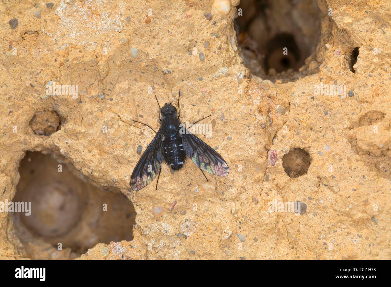 Dusky Beefly (Anthrax anthrax), in einem Bienenhotel, Parasitismus, Deutschland Stockfoto