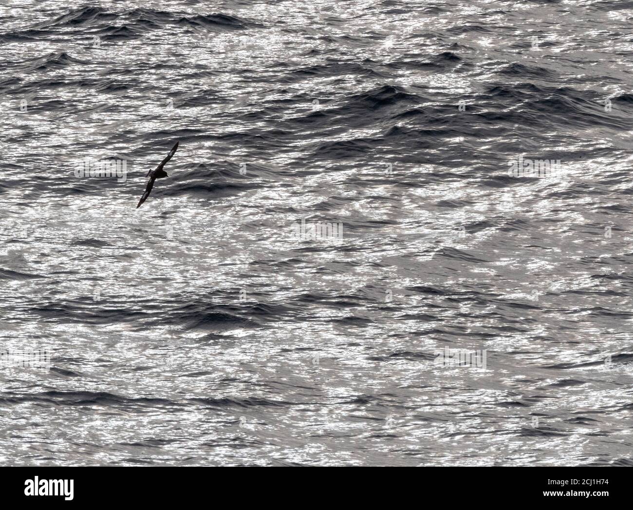 Pintado-Sturmvogel, antarktischer Kapsturmvogel, Kapsturmvogel (Daption capense australe, Daption australe), fliegen über die glitzernde Meeresoberfläche des Pazifiks Stockfoto