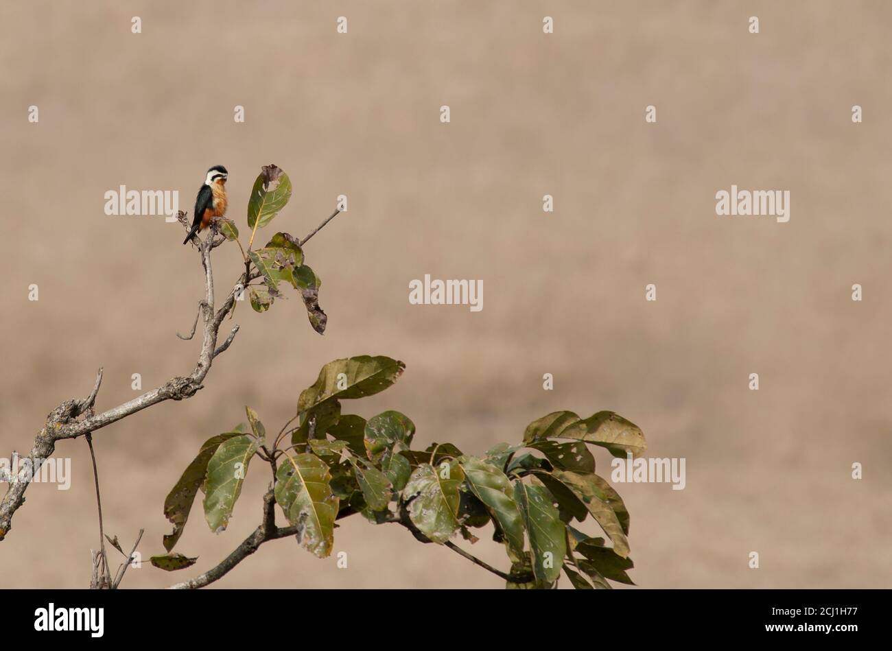 Halsfalke (Microhierax caerulescens, Falco caerulescens), thront auf einem Baum, Indien Stockfoto
